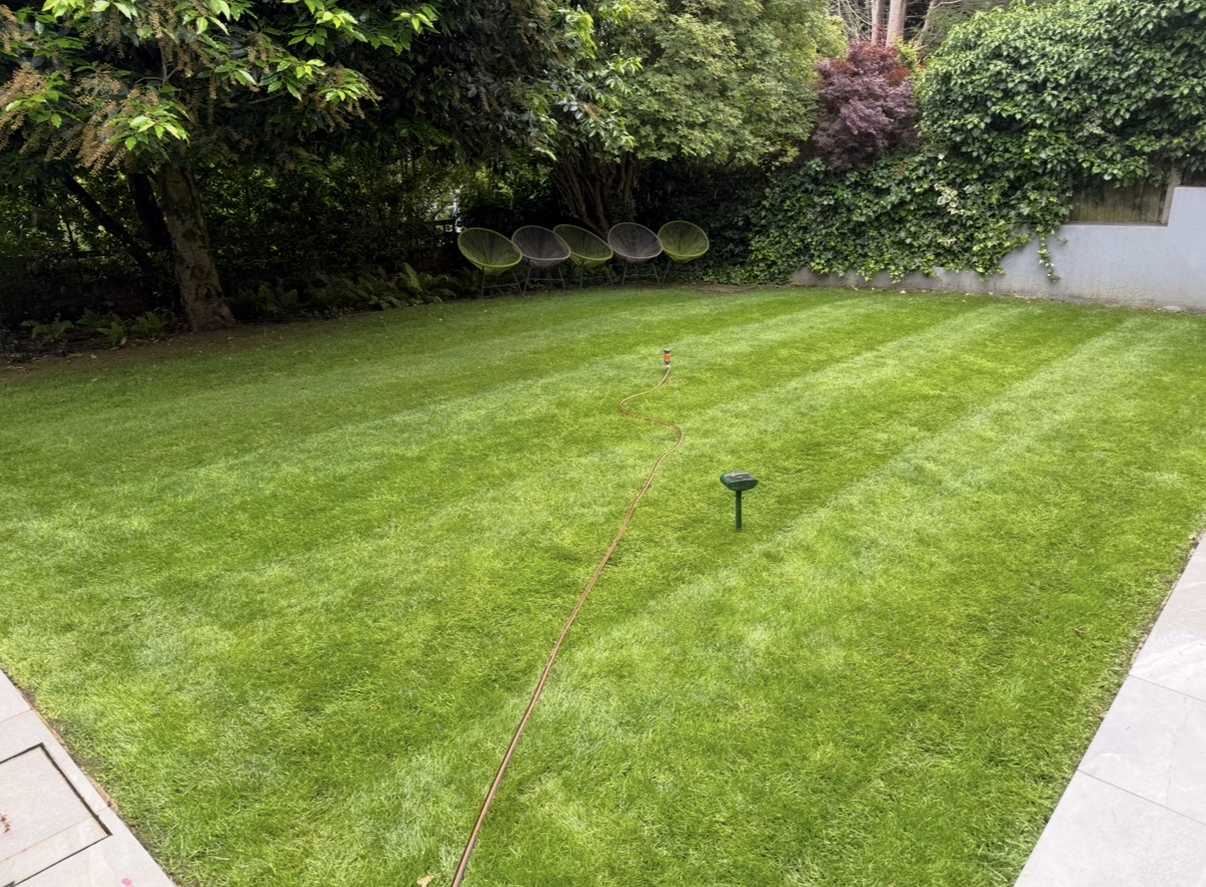 Regular mowing keeps a lawn sharp