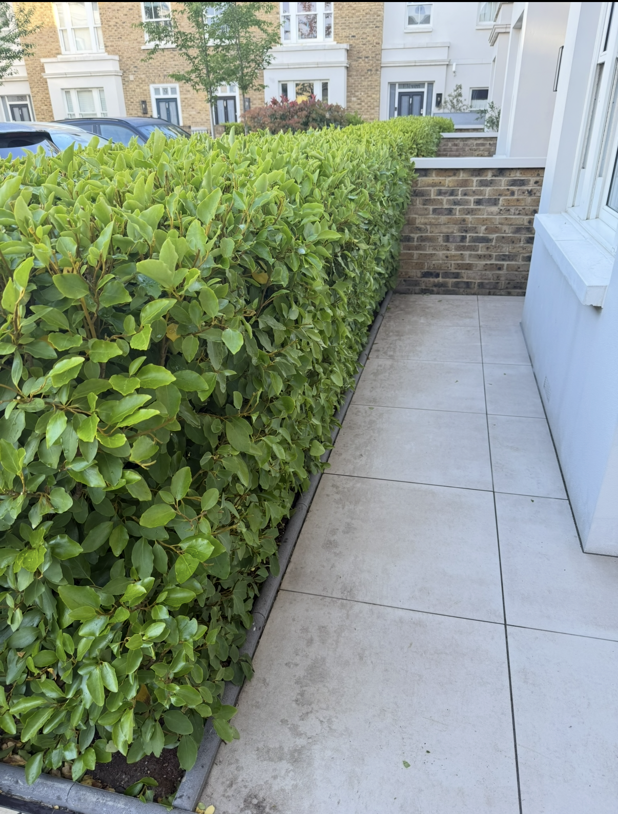 Hedge trimmed to a clean line